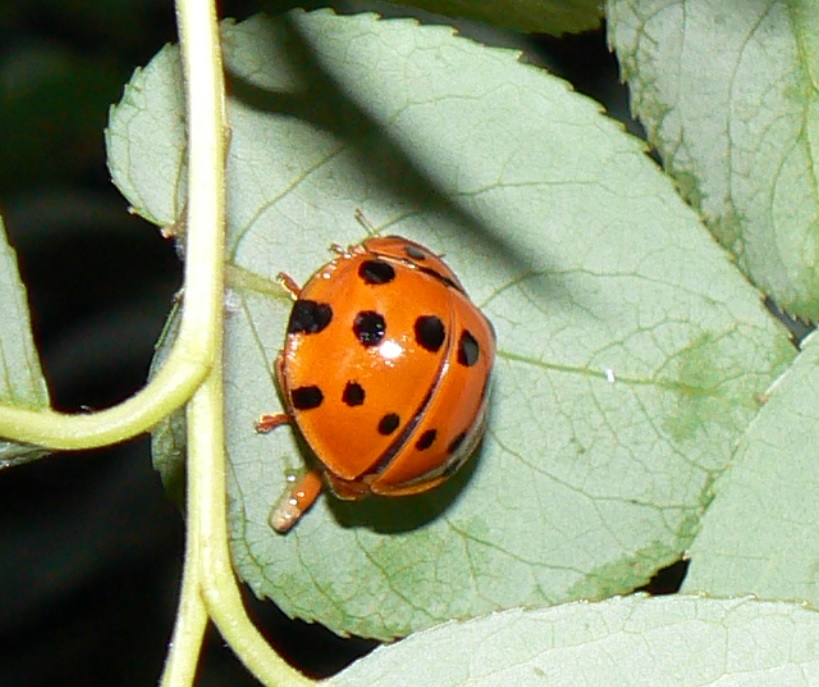 中州のヤナギ_ハラグロオオテントウ 2021年6月3日 19時20分頃 気温22度
